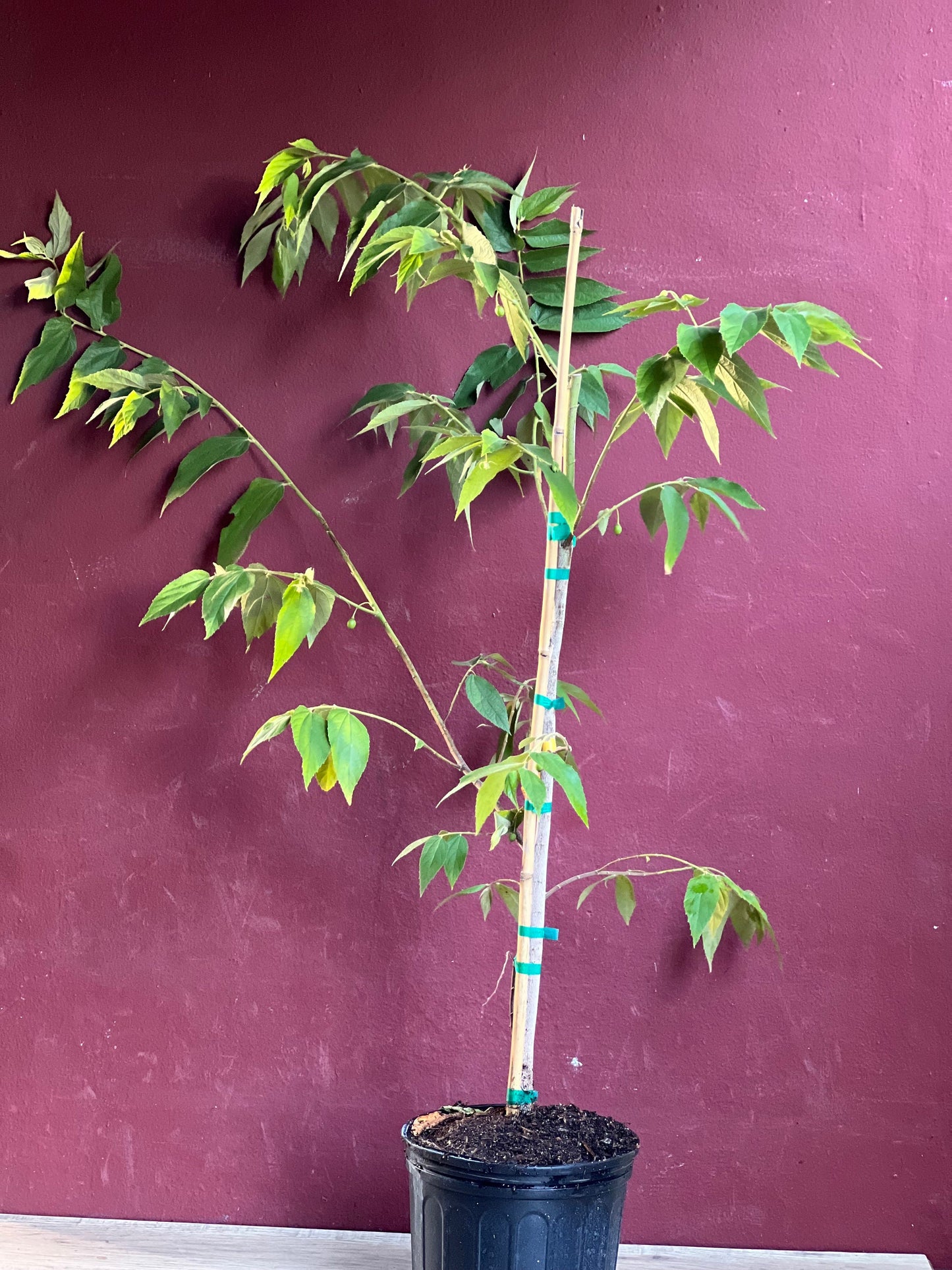 Muntingia calabura ,Strawberry Tree in 10” Pot, Jamaican Strawberry, Kersen