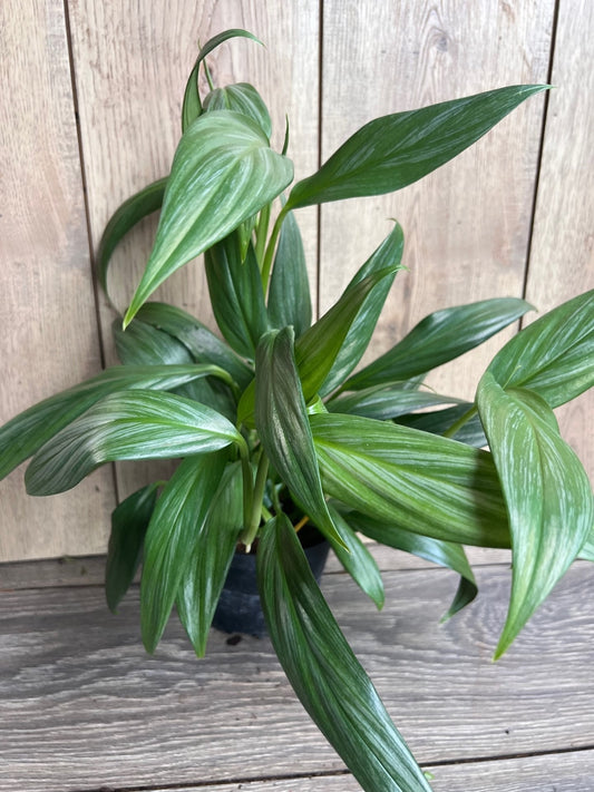 Epipremnum Amplissimum Silver in 6" Pot