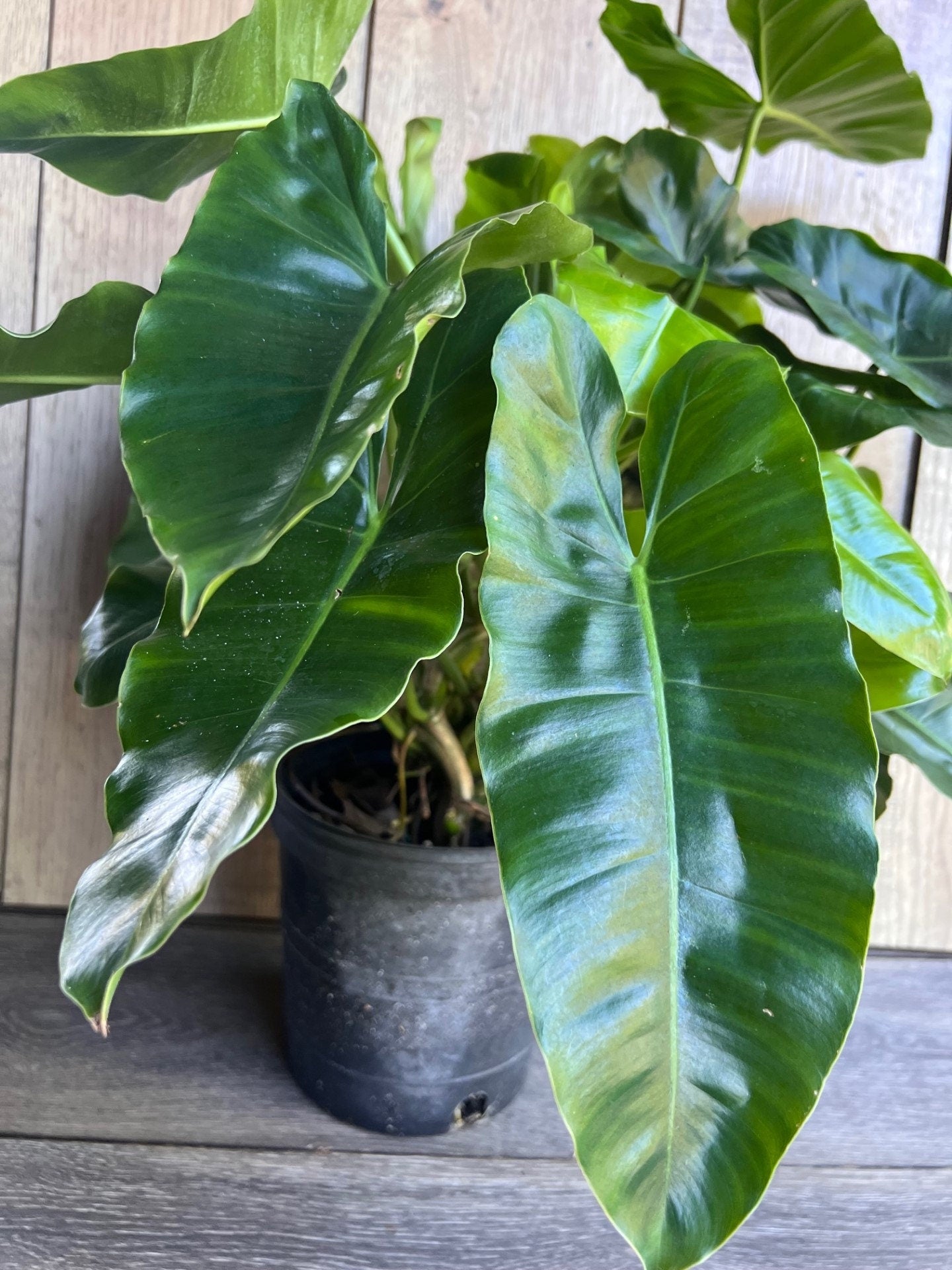 Philodendron Burle Marx, in 6" Pot