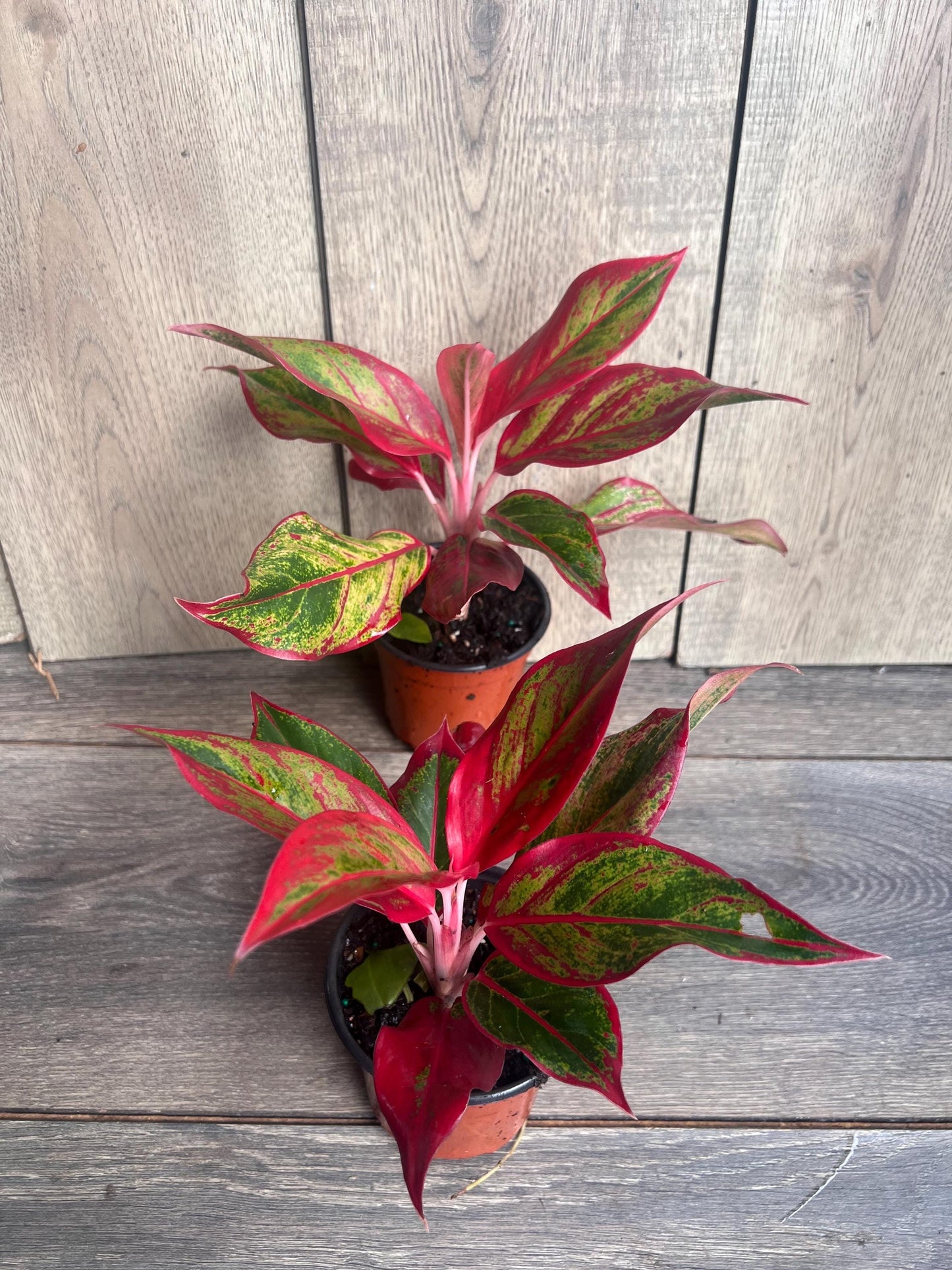 Aglaonema Red Creta in 4" Pot