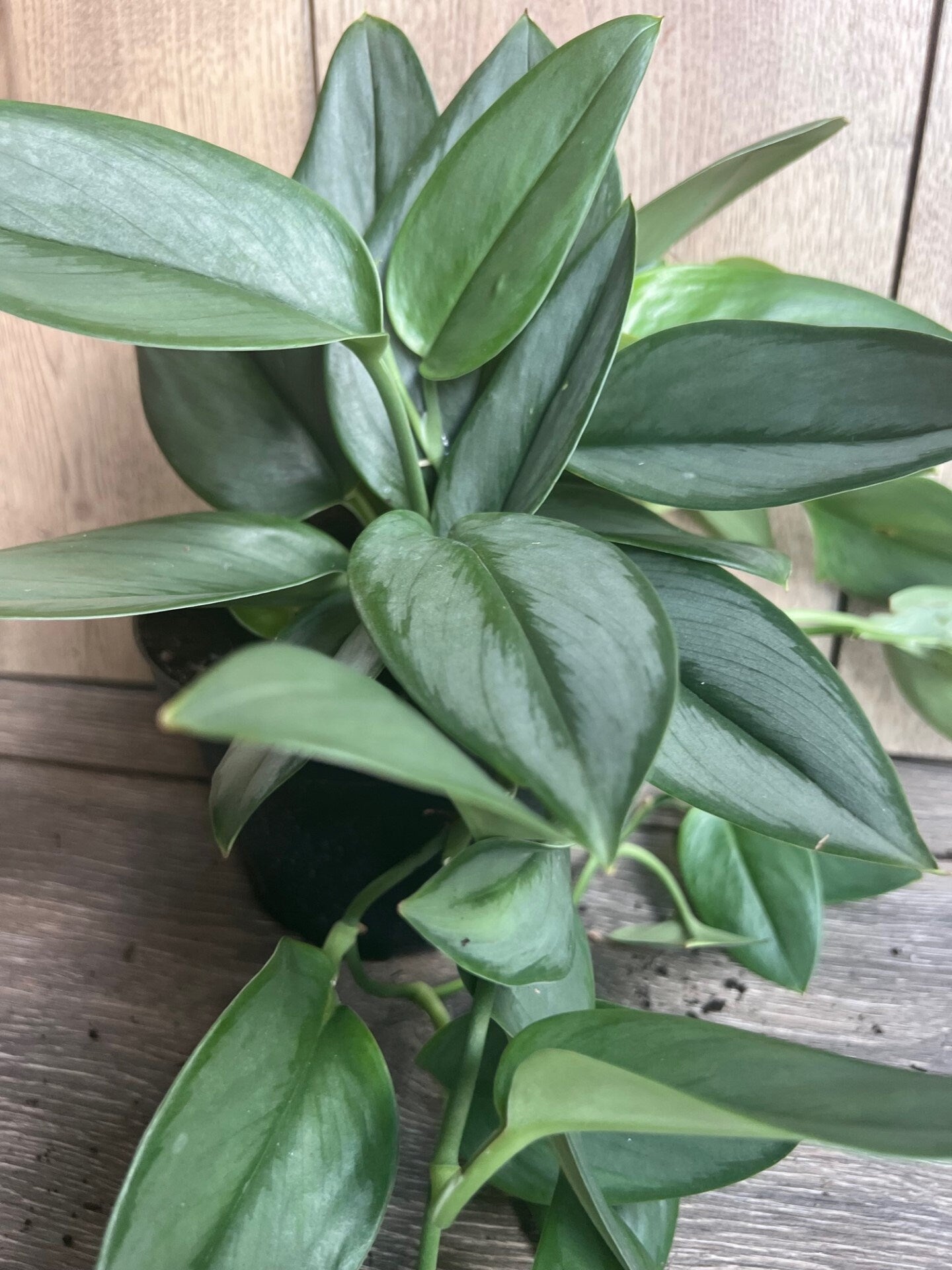 Treubii Moonlight Scindapsus in 6" Pot. Sterling Silver Scindapsus