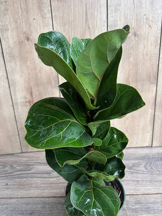Ficus Lyrata Bambino in 6" pot