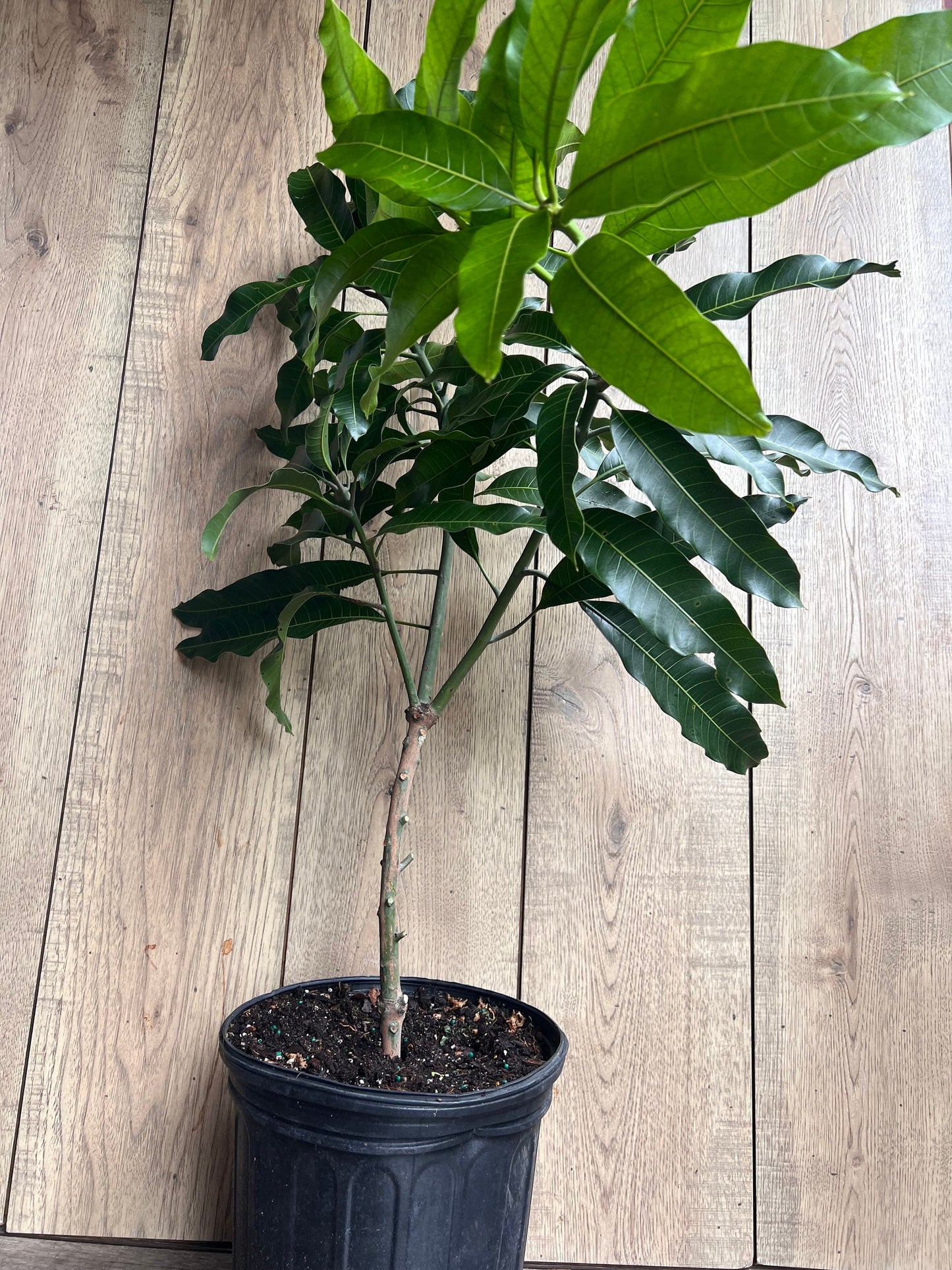 Alphonso mango Tree, Manguifera, grafted in 3 gallons pot, No Ship to  HI