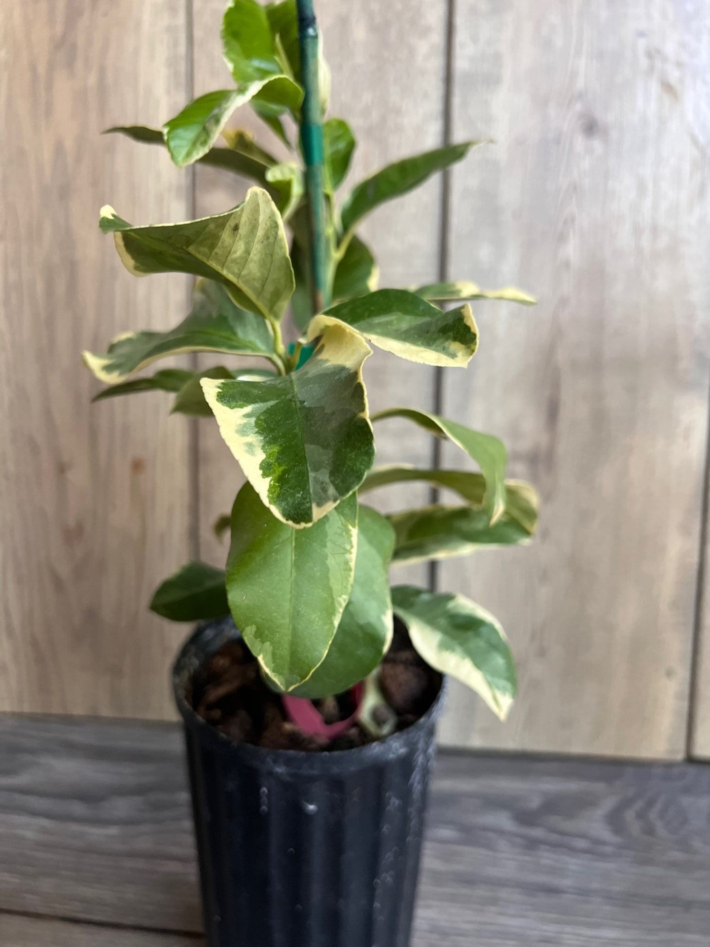 Variegated Pink Lemon in half Gallon Pot, air layered,  Florida Shipping Only