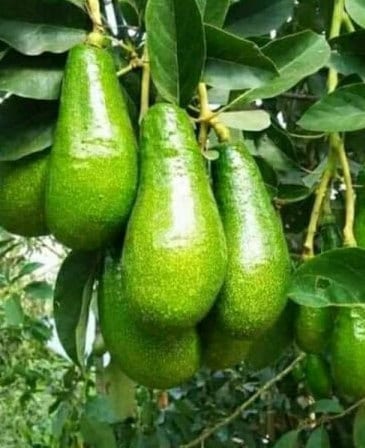 Russell Avocado Tree  , Grafted in 3 Gallon Pot, No Ship to CA and HI