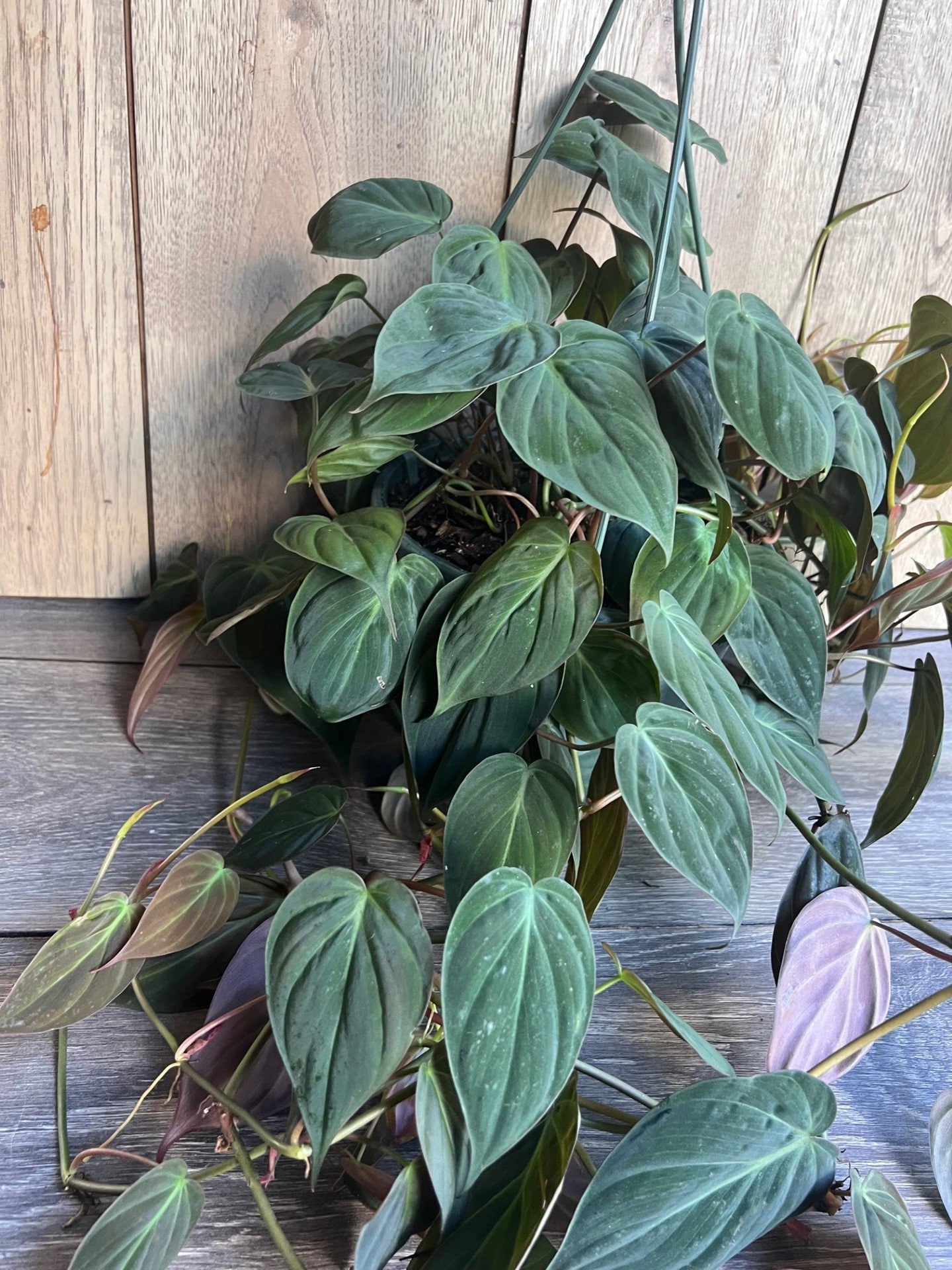 Philodendron Micans in 8'' HB pot