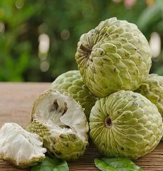 Sugar Apple in 10"  pot , Srikaya, Annona Squamosa, Sweetsop Tree