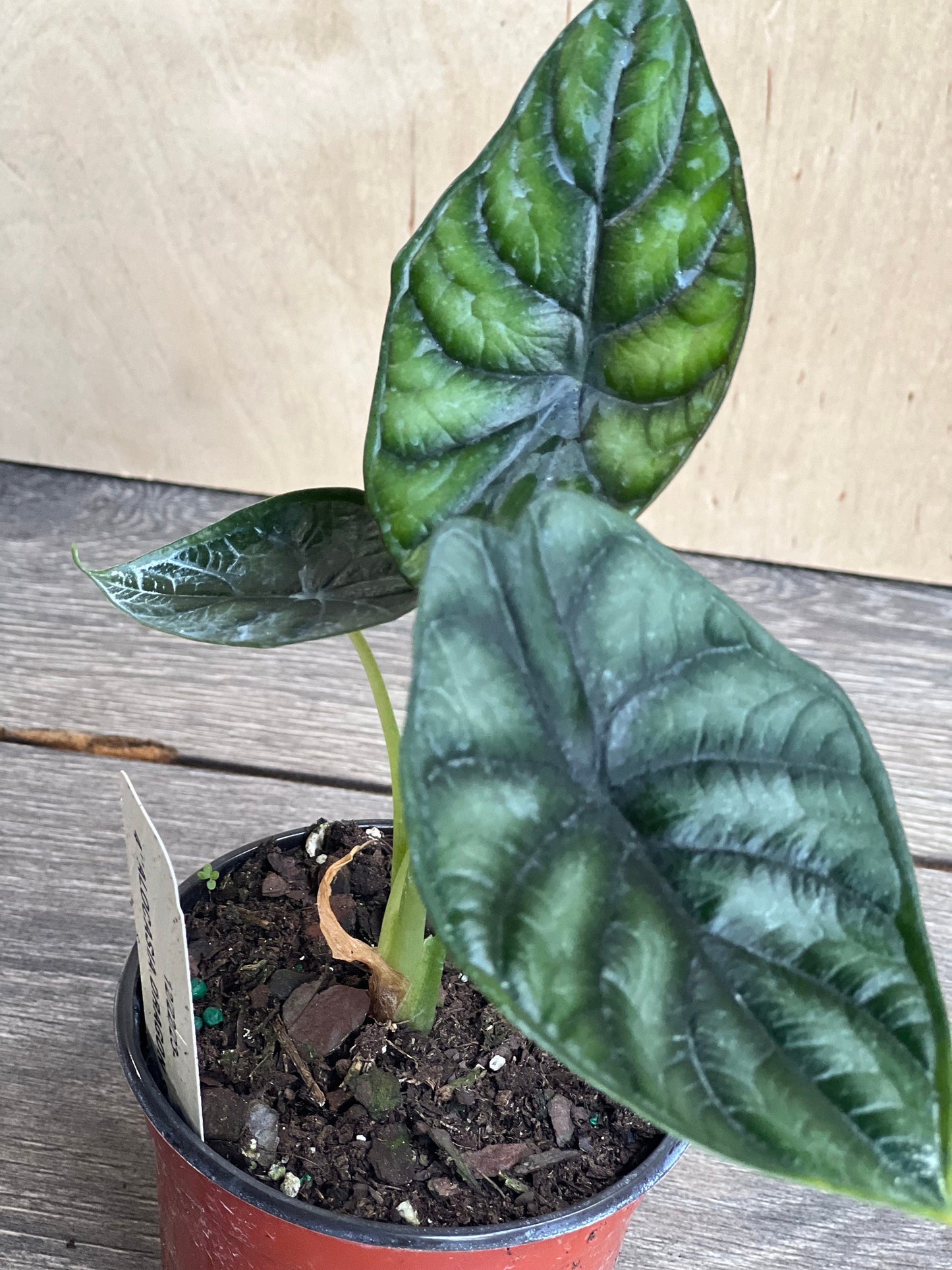 Alocasia  Dragon Scale, in 4" pot, house plant