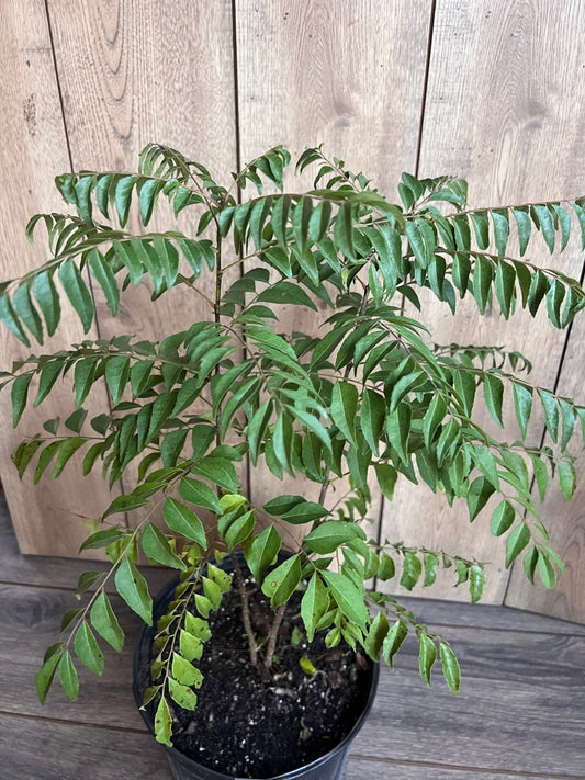 Curry Leaf Plant, Murraya Koenigii in 10" Pot. No ship to CA or HI
