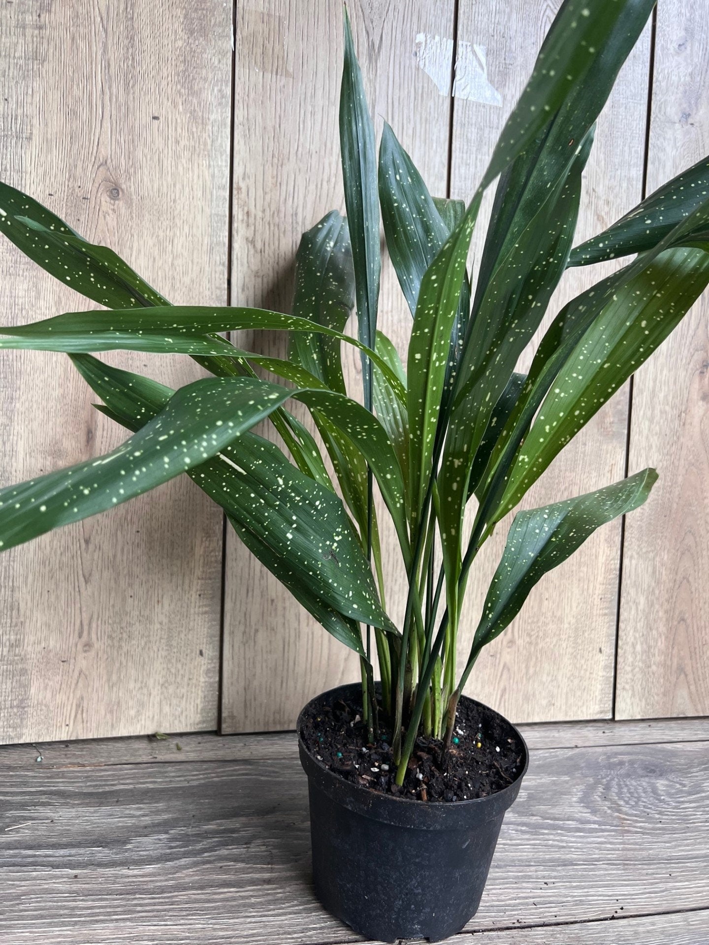 Aspidistra Elatior 'Milky Way'  in 6" pot, Cast Ireon Plant