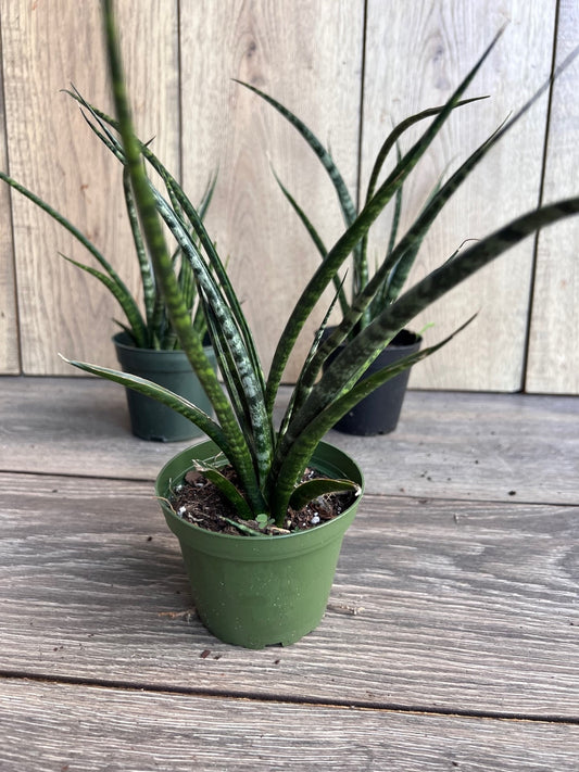 Sansevieria Fernwood,  Sansevieria Mikado in 4" inches pot  - live air purifying plant