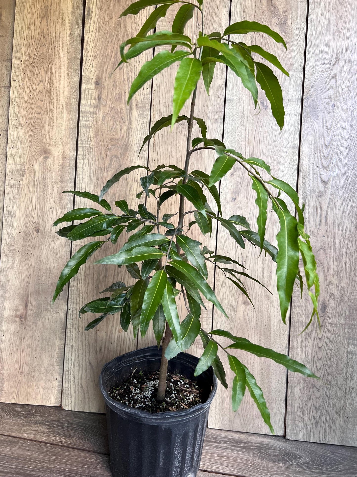 Mast Tree, Polyalthia longifolia in 3 gallon Pot