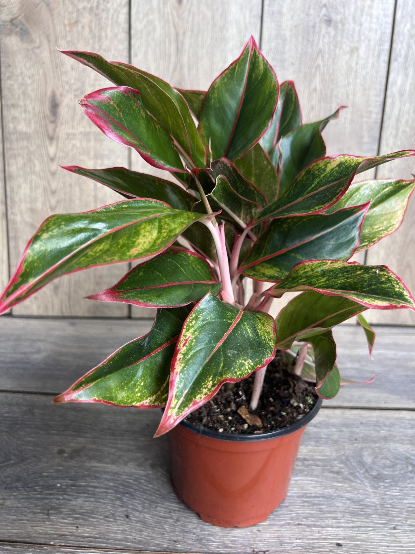 Aglaonema Siam, Siam Aurora Aglaonema in 6" Pot