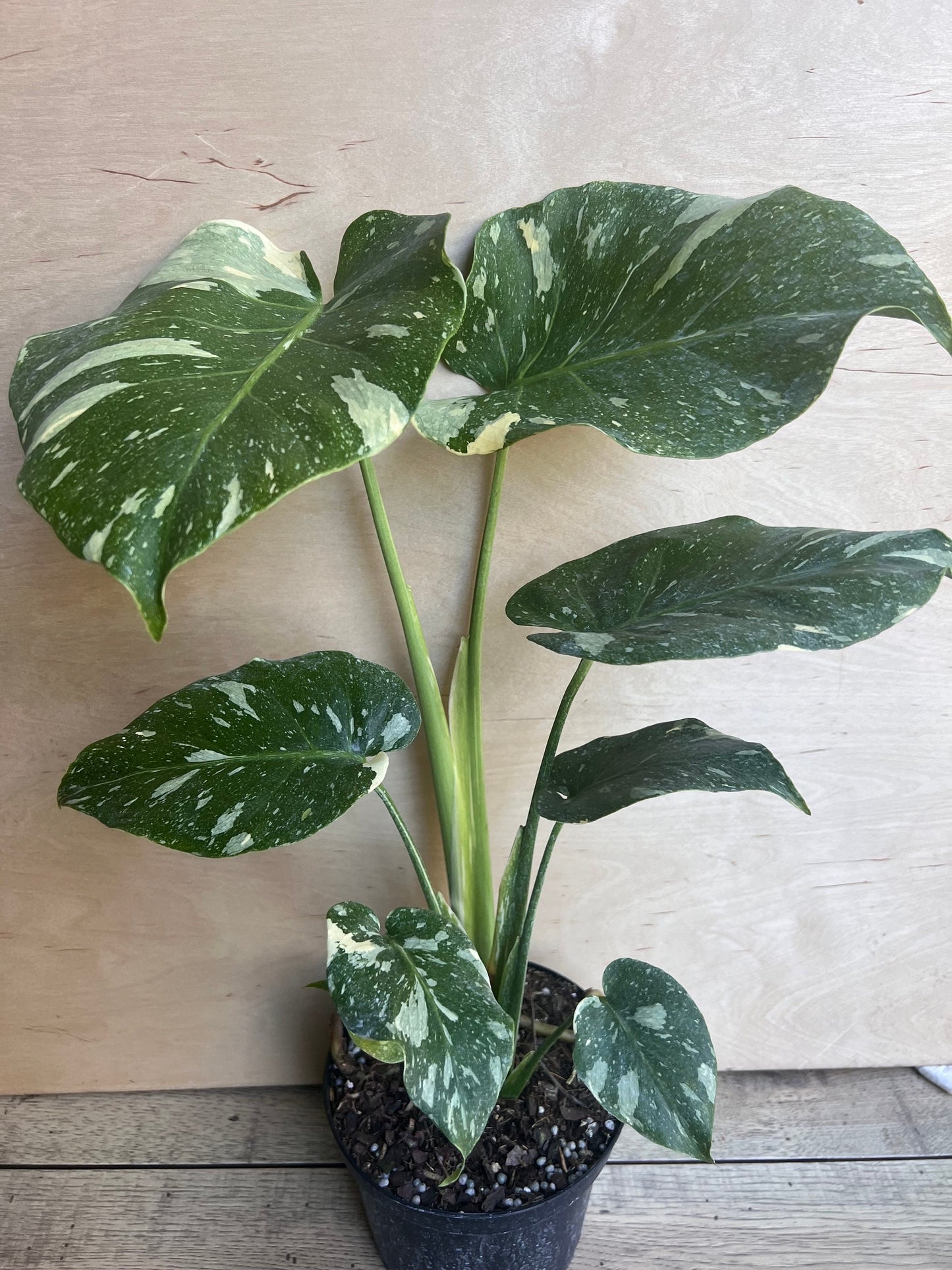 Monstera Thai Constellation' in 6" POT, Thai Con.