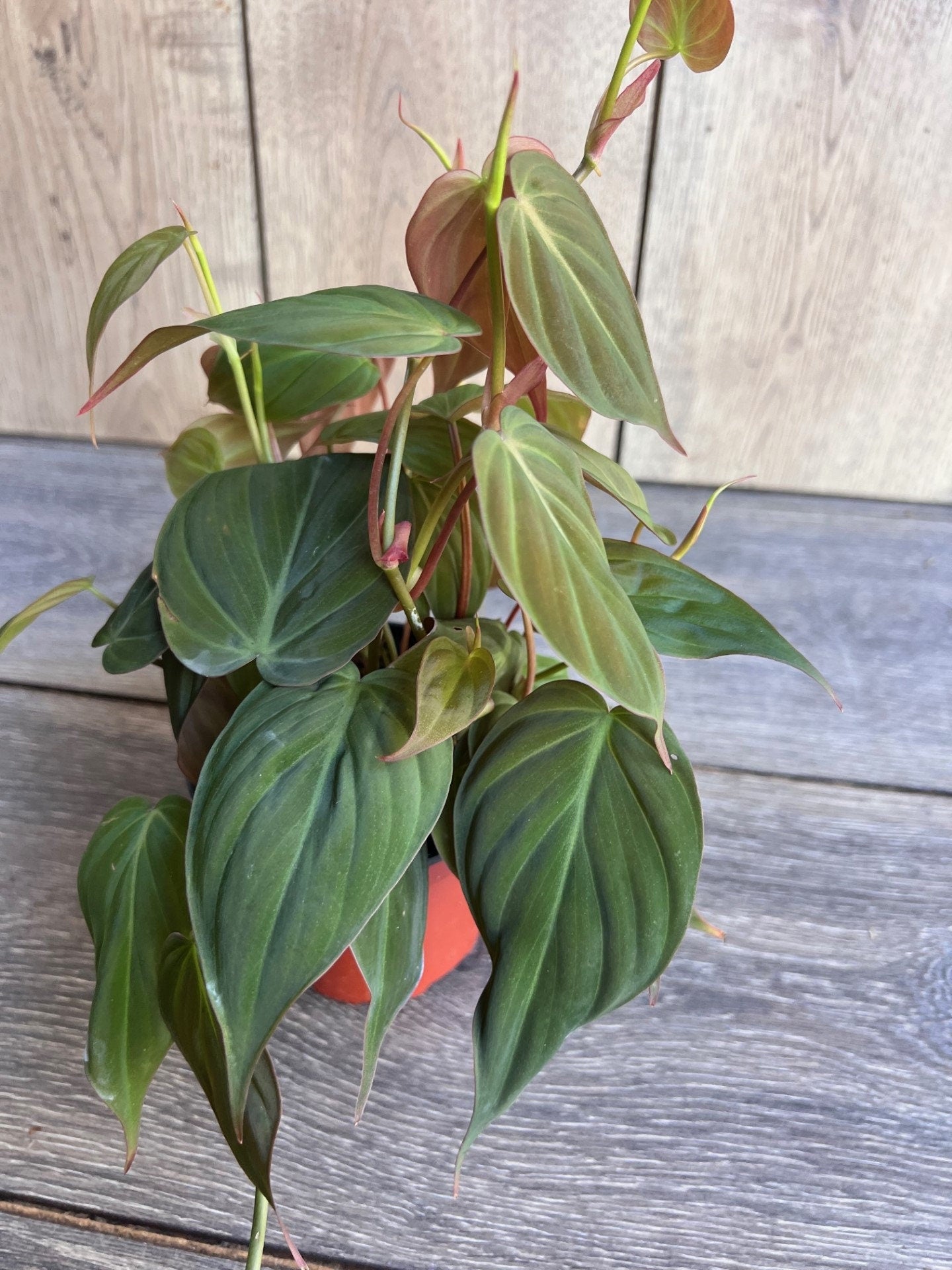 Philodendron Micans in 4" Pot