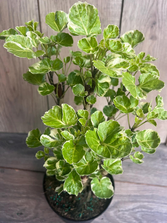 Aralia Balfour Variegated in 6" Pot,  Bonsai Tree, Live Indoor & Outdoor Tropical Houseplant,  Home and Office Decor