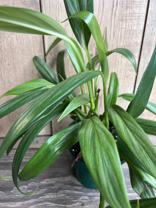 Epipremnum Amplissimum Silver in 4" Pot