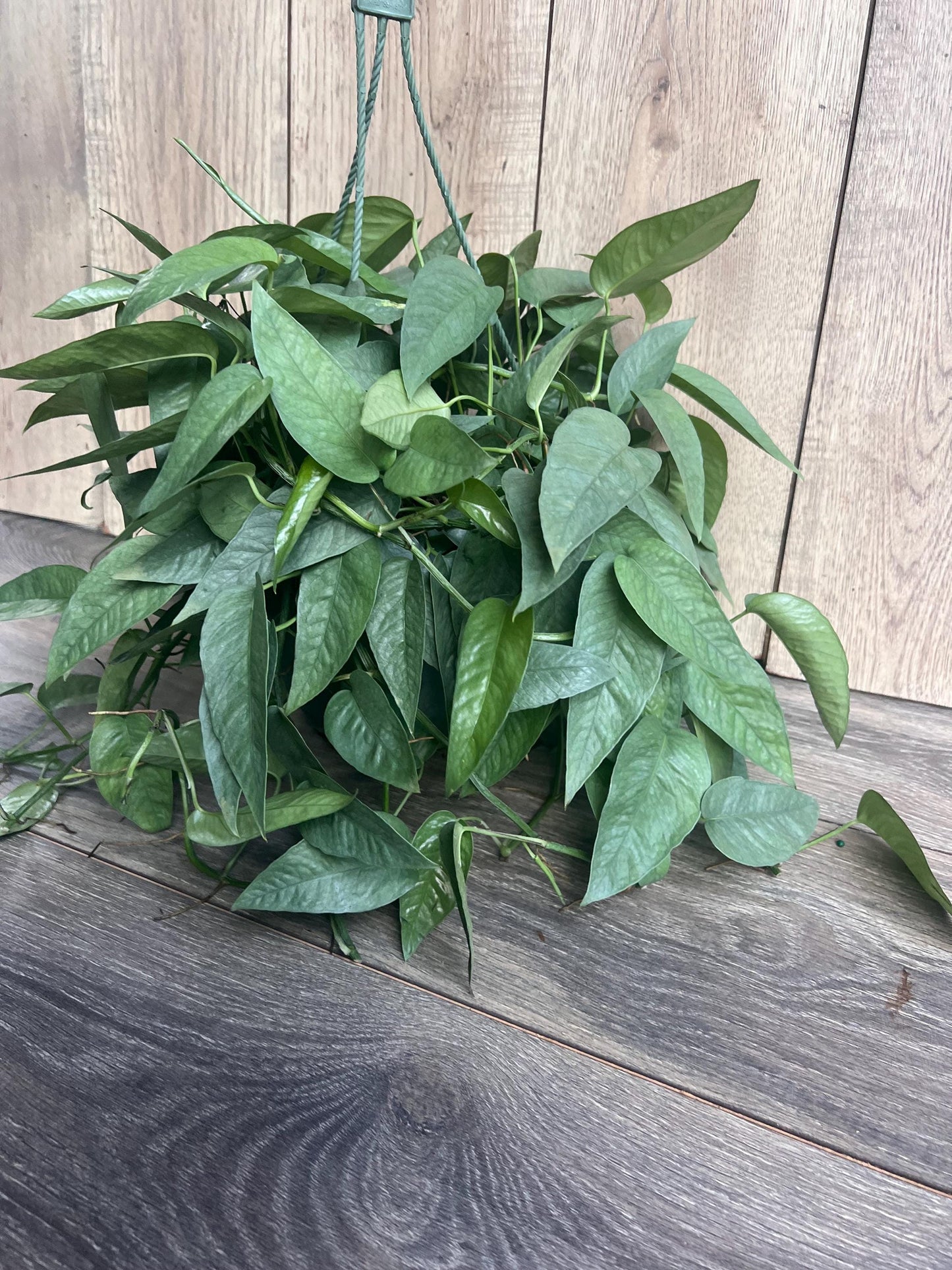 Cebu Blue Pothos in 8"HB Pot