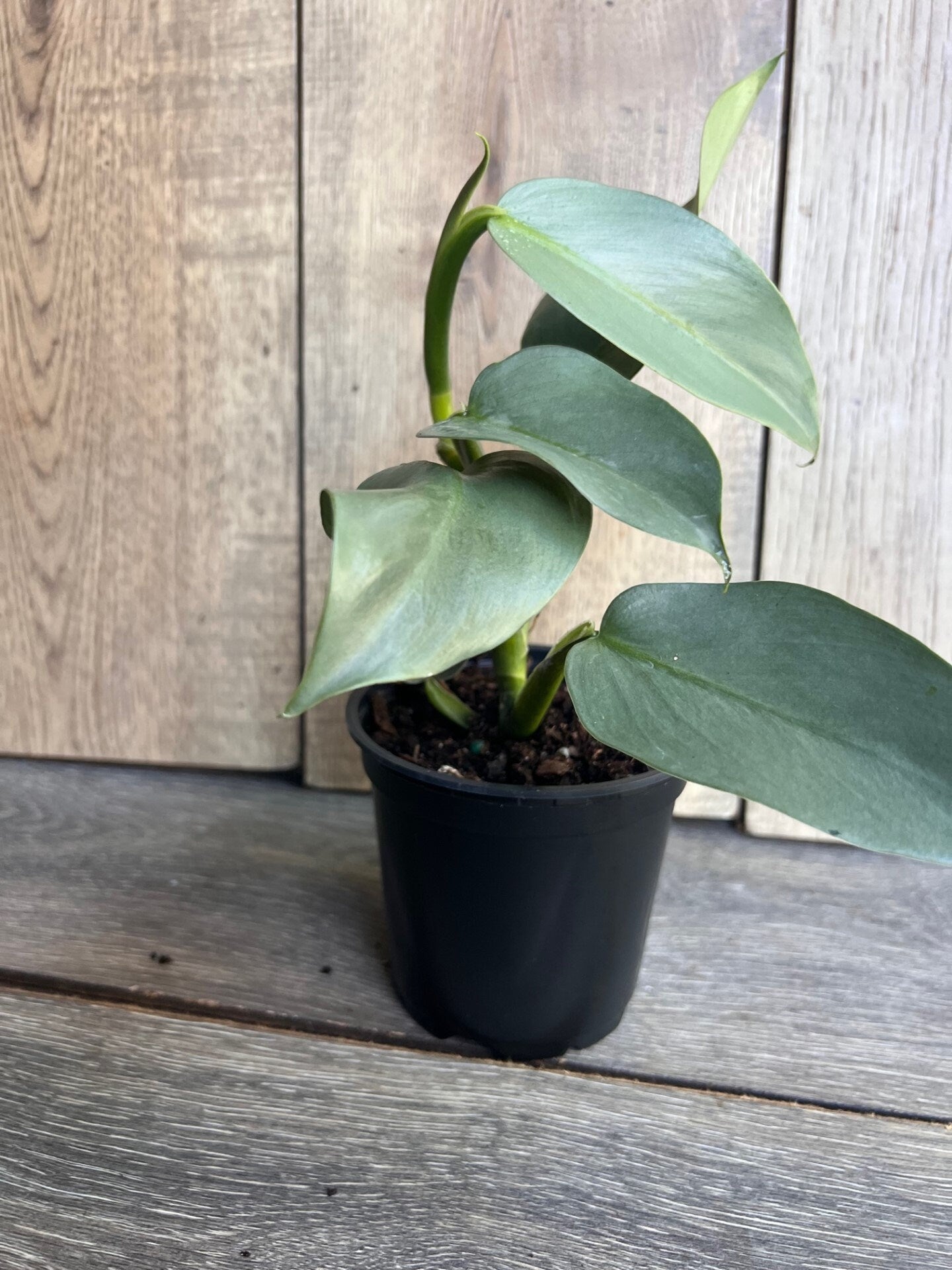 Philodendron SIlver Swords, Philodendron Hastatum in 4" pot