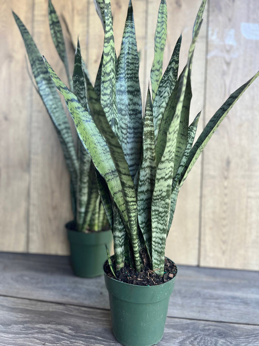 Sansavieria Zeylanica, in 4"pot, snake plant