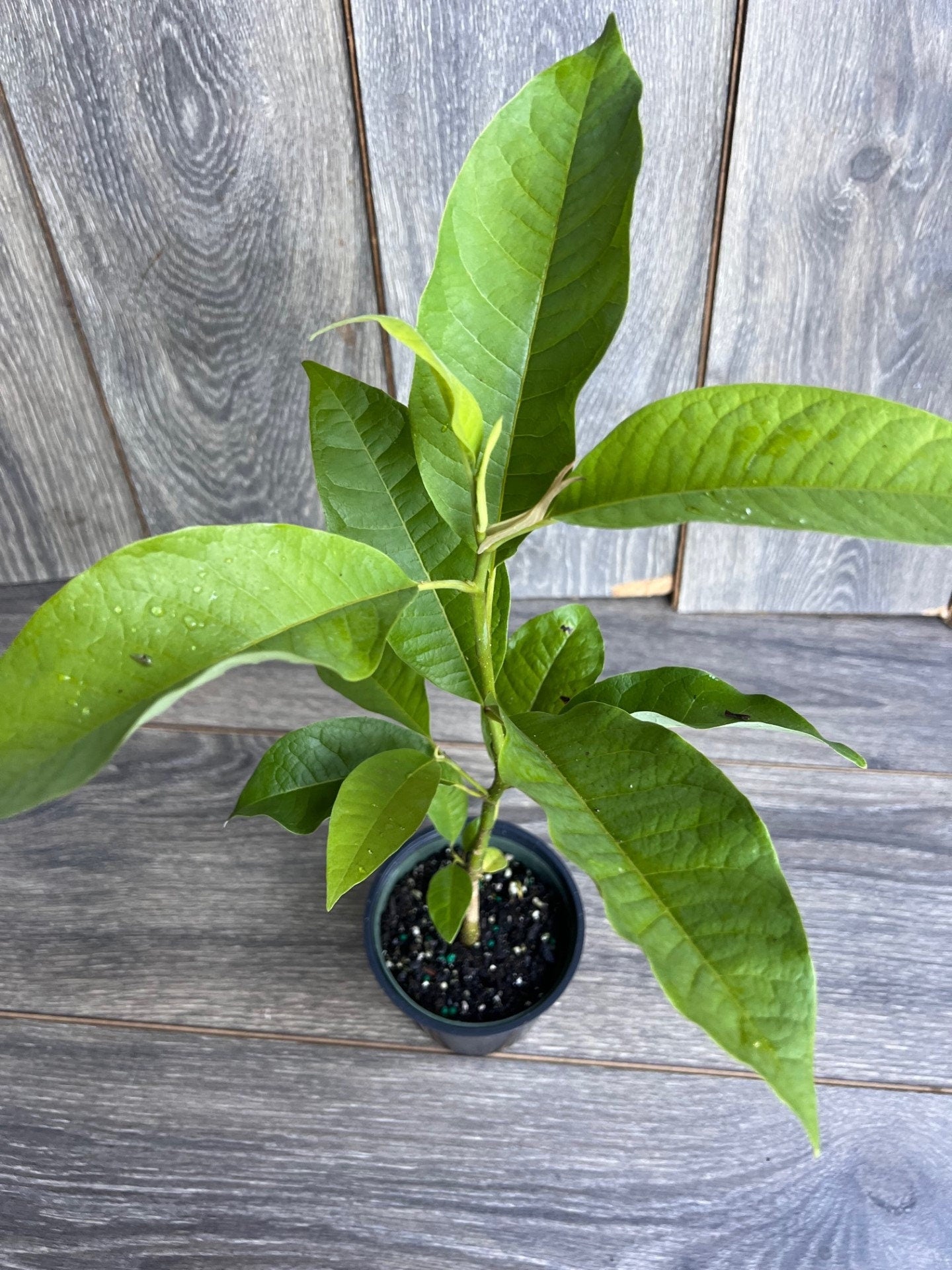 Magnolia champaca, Michelia champaca in 4" Pot, Joy Perfume Tree, cempaka