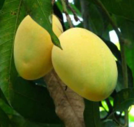 Alphonso mango Tree, Manguifera, grafted in 3 gallons pot, No Ship to  HI