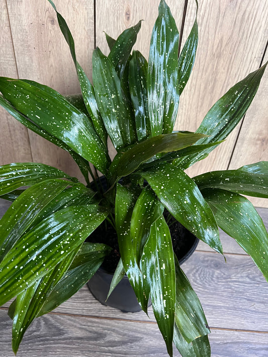 Aspidistra Elatior 'Milky Way'  in 10" pot, Cast Ireon Plant