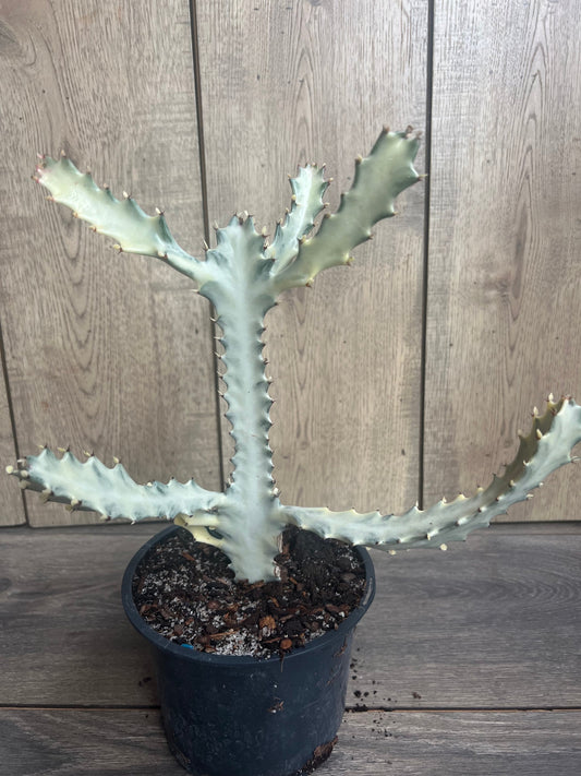 Ghost cactus | White variegated euphorbia lactea | Rare Cactus in 6"