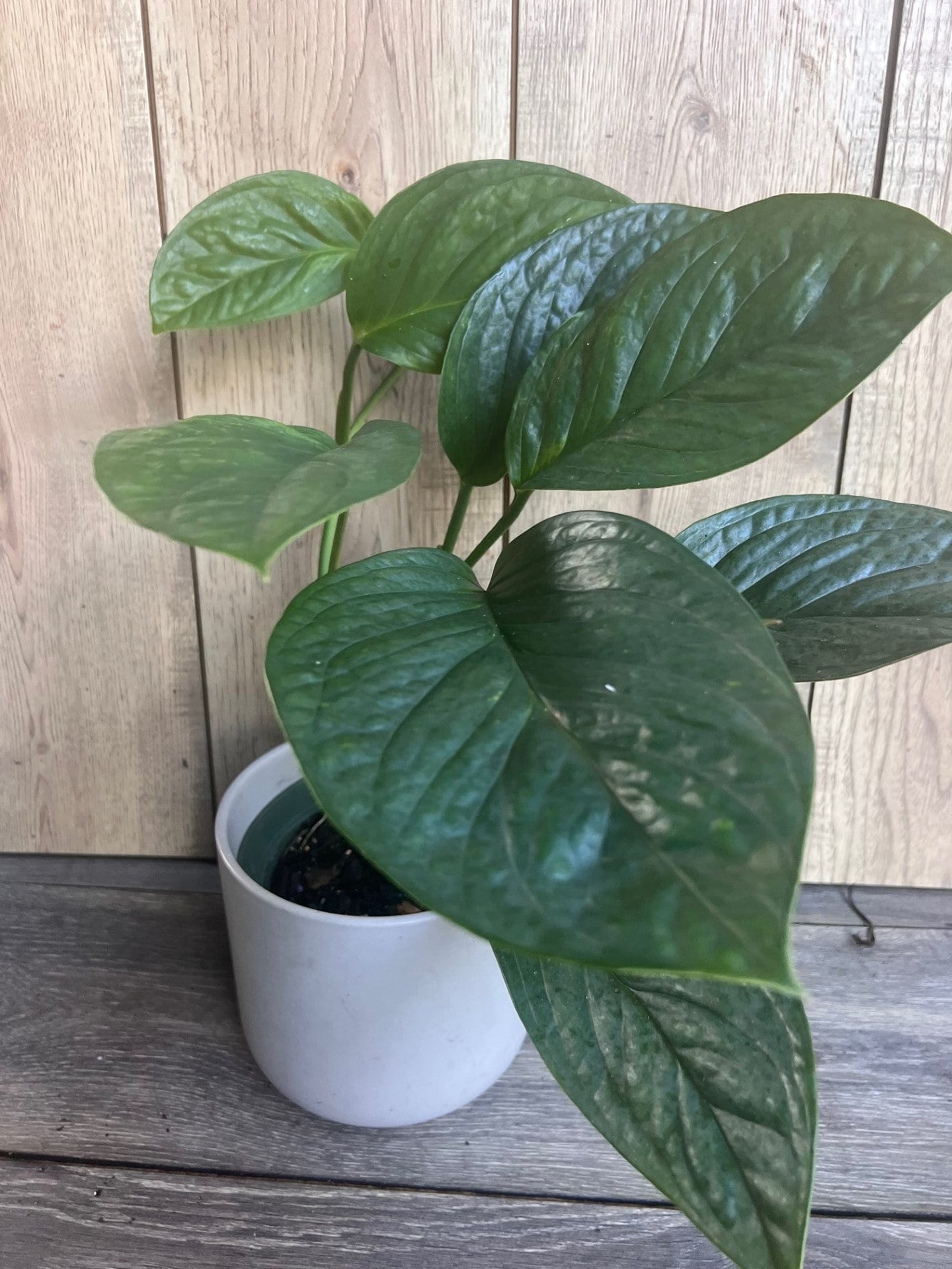 Monstera Pinnatipartita in 6"Pot