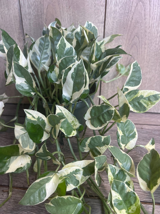 N’Joy pothos , Epipremnum aureum,  Devil’s Ivy in 6" pot, Njoy