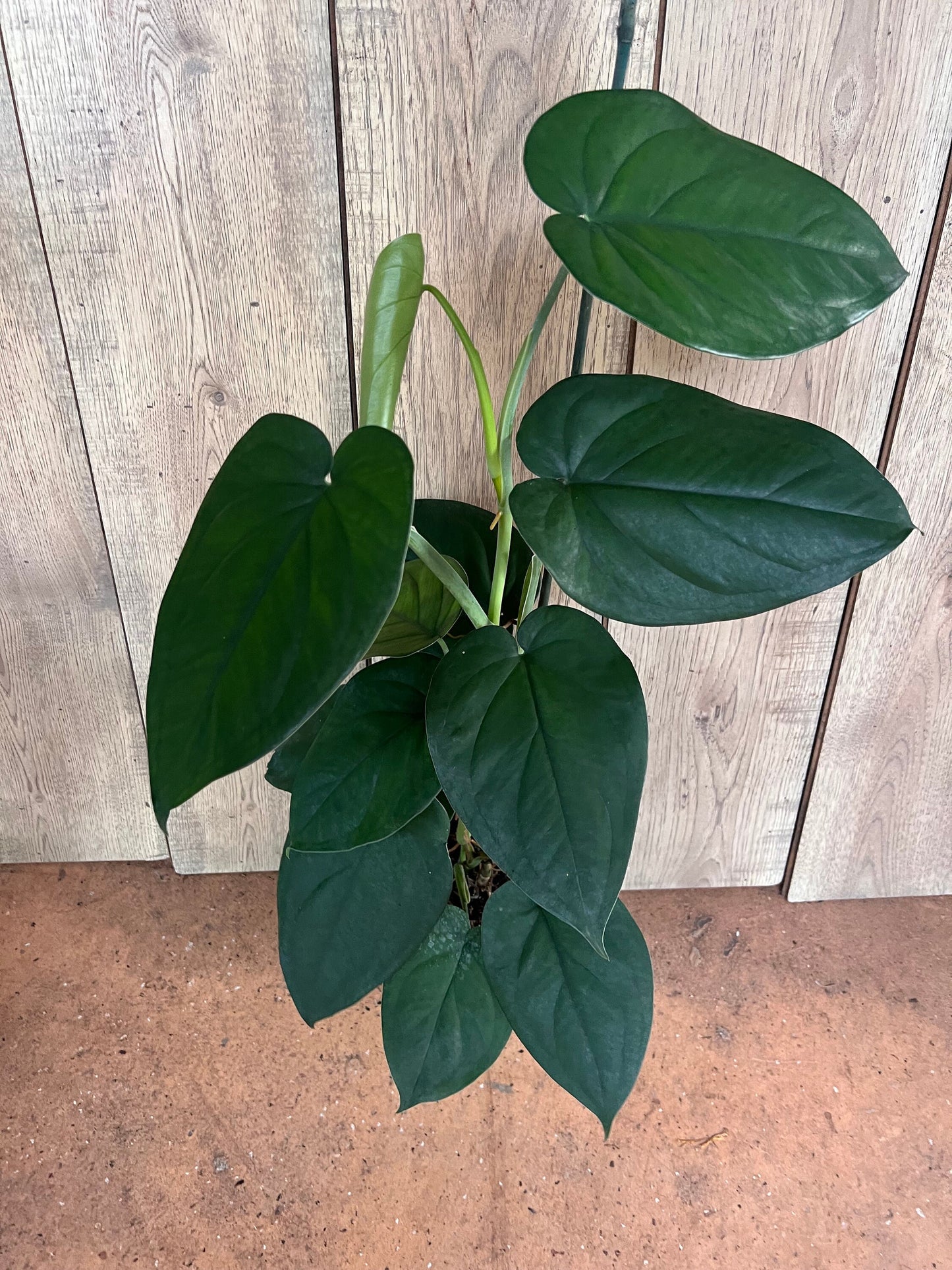 Syngonium chiapense in 6" Pot