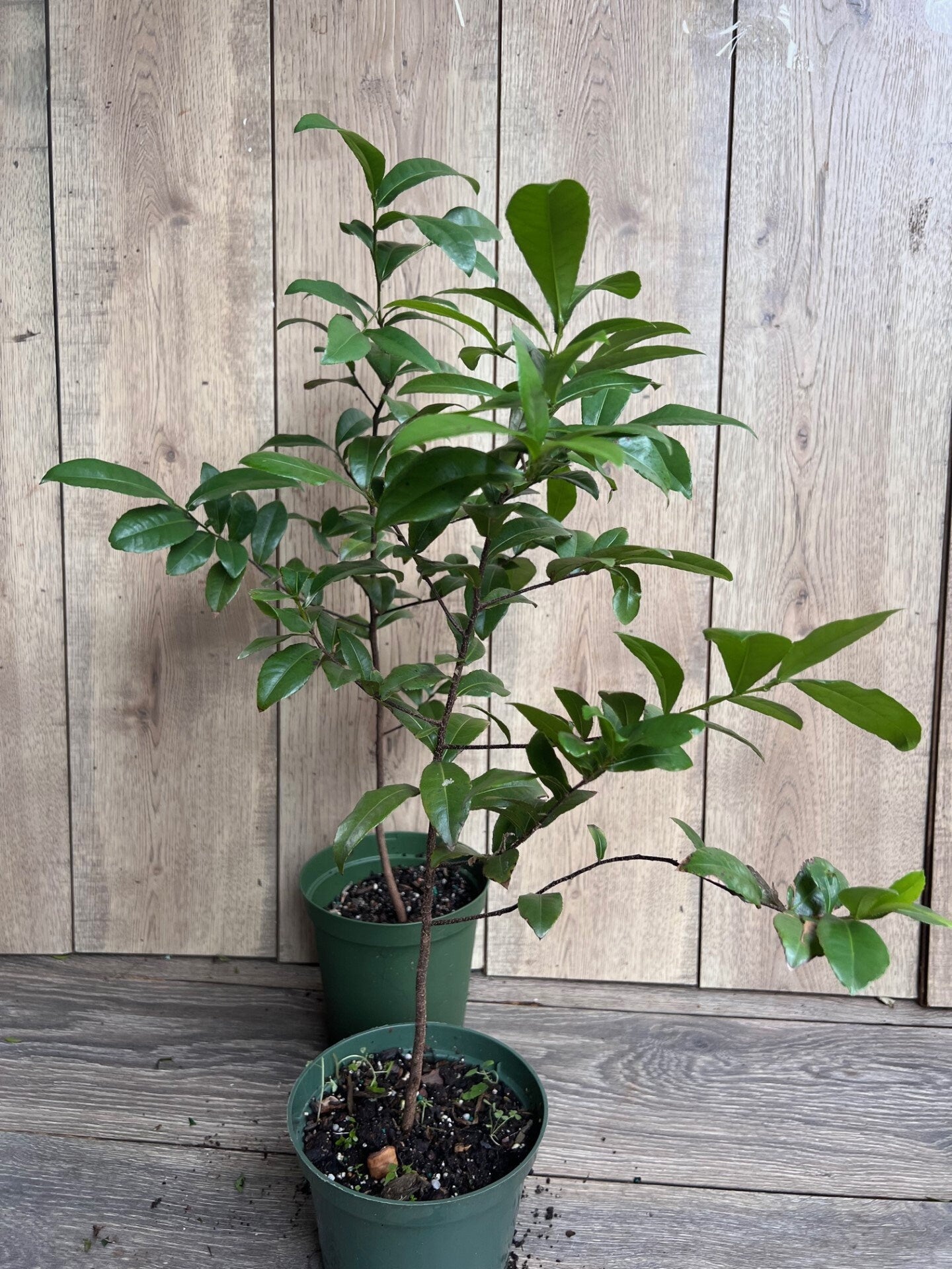 Ochna serrulata, mickey mouse plant in 6" Pot