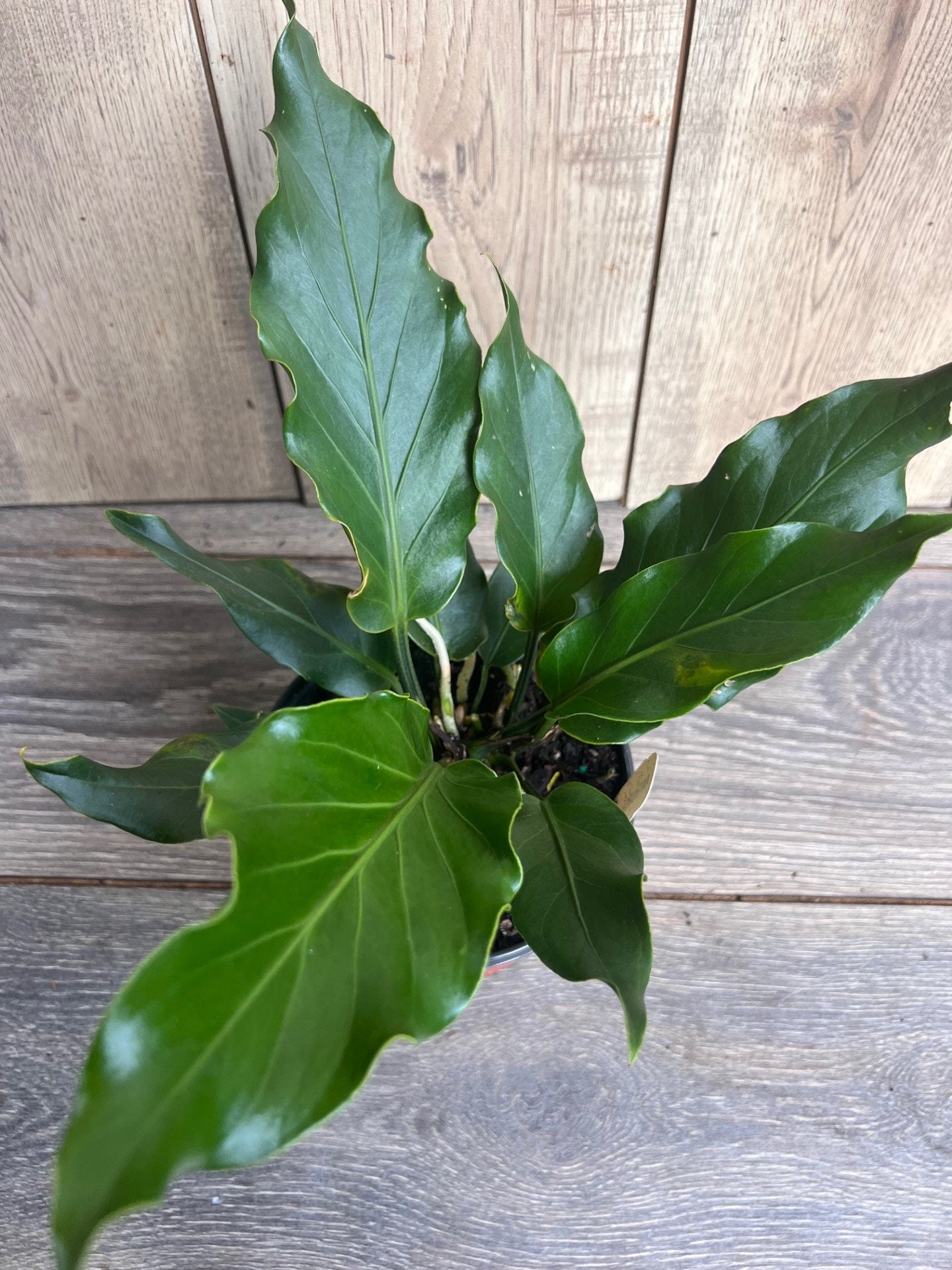 Anthurium Plowmanii in 6" Pot