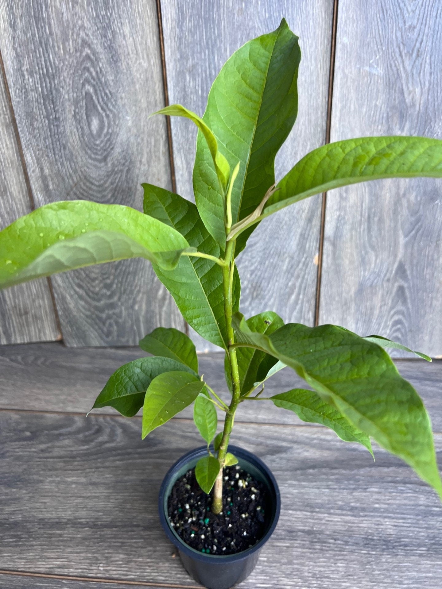 Magnolia champaca, Michelia champaca in 4" Pot, Joy Perfume Tree, cempaka