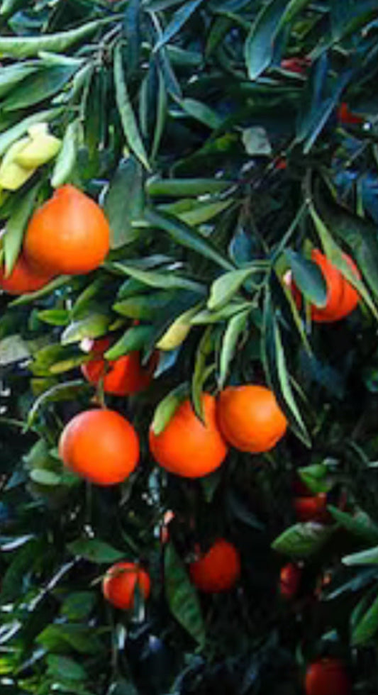 Minneola tangelo, Honeybell in Half Gallon Pot,  Florida Shipping Only