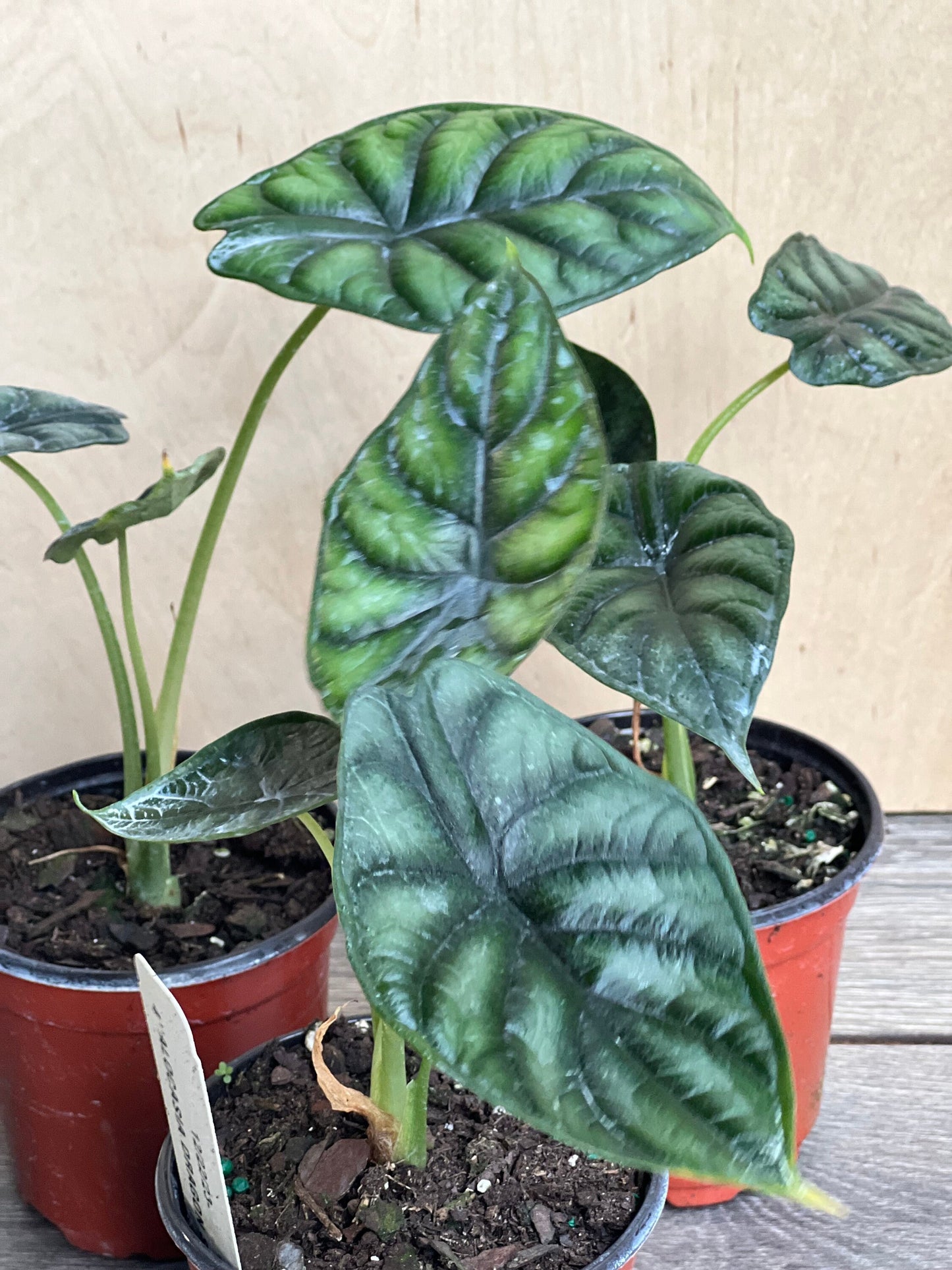 Alocasia  Dragon Scale, in 4" pot, house plant