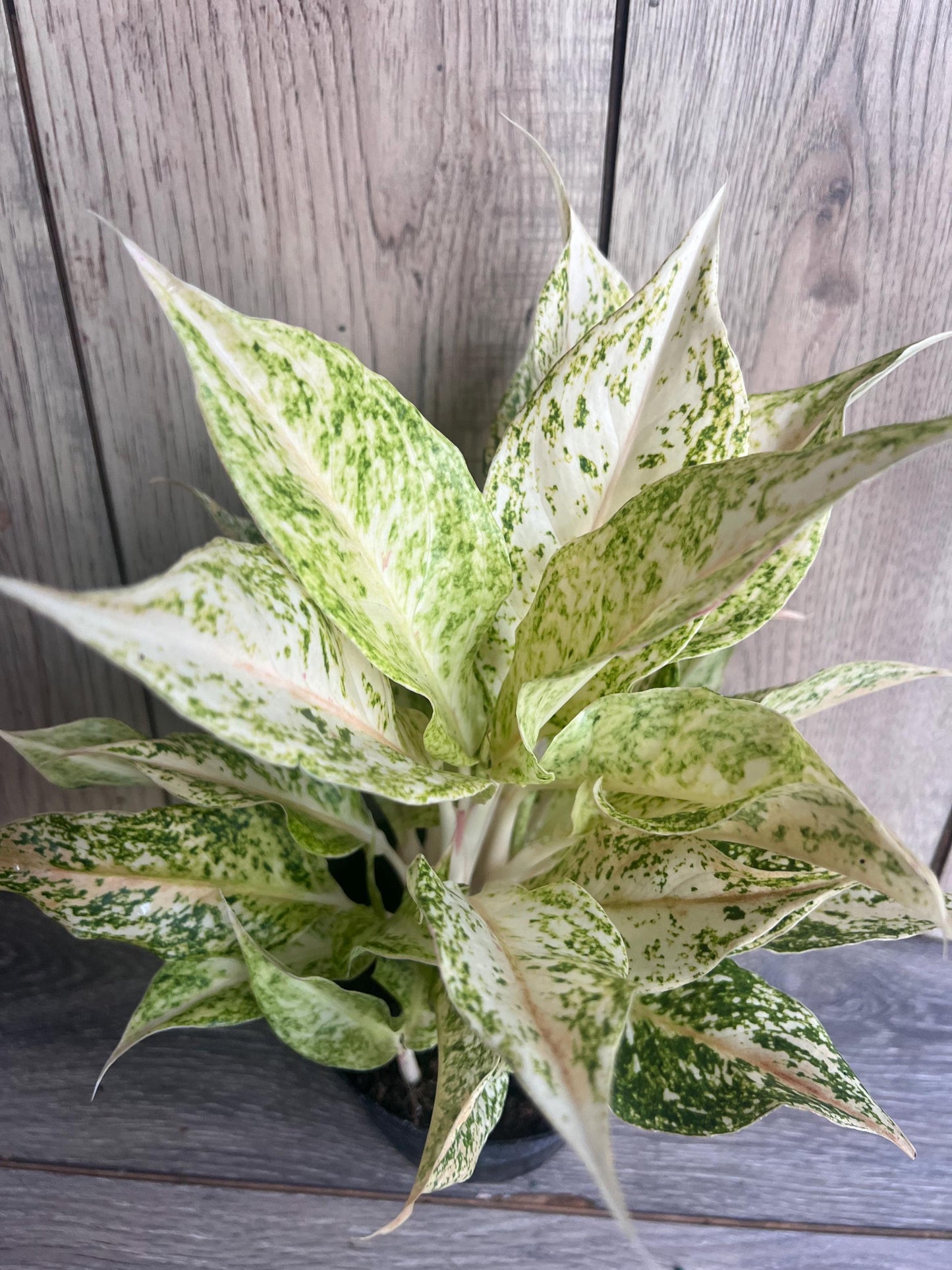 Aglaonema Lochai in 6", rare Aglaonema