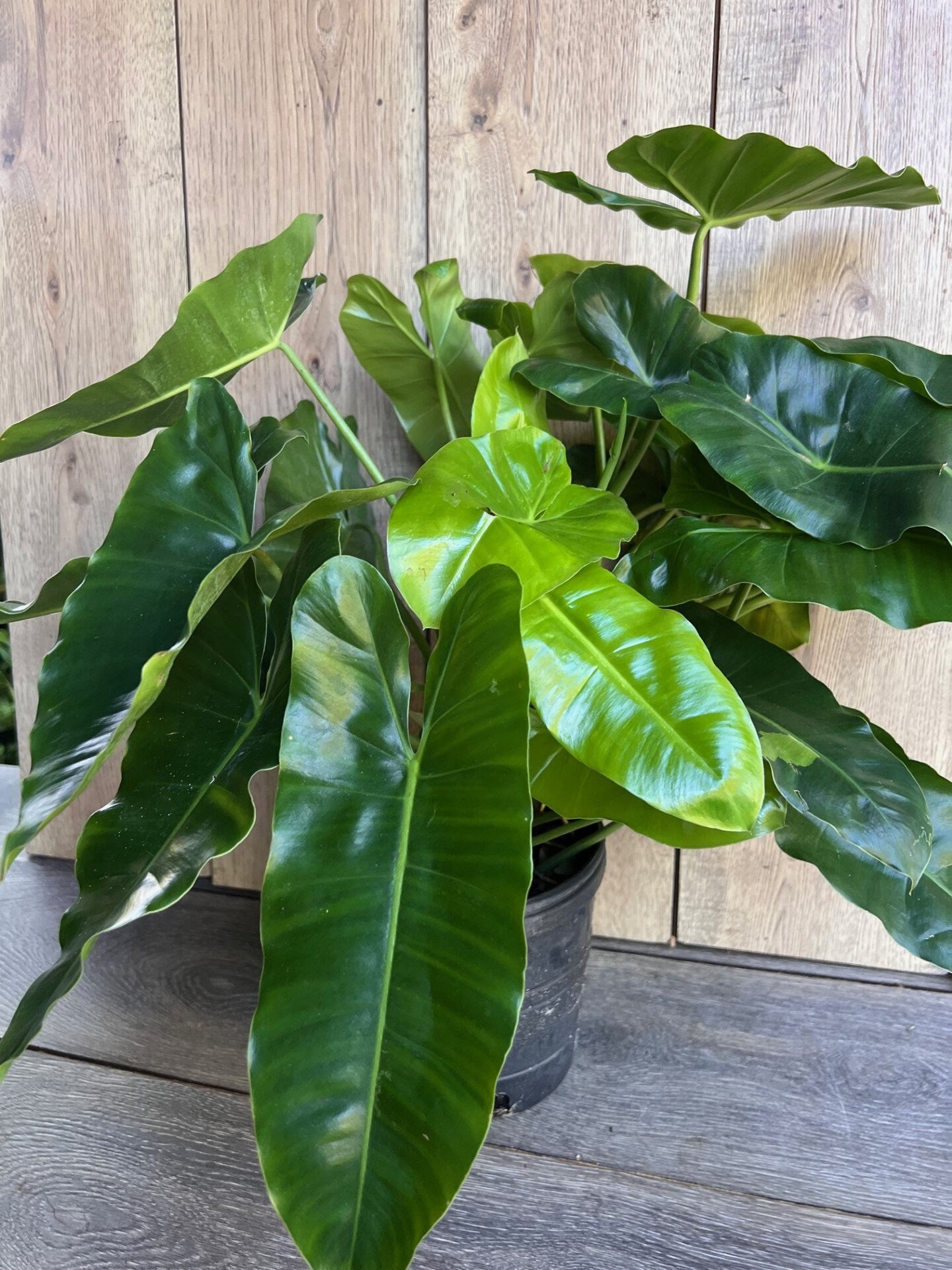 Philodendron Burle Marx, in 6" Pot