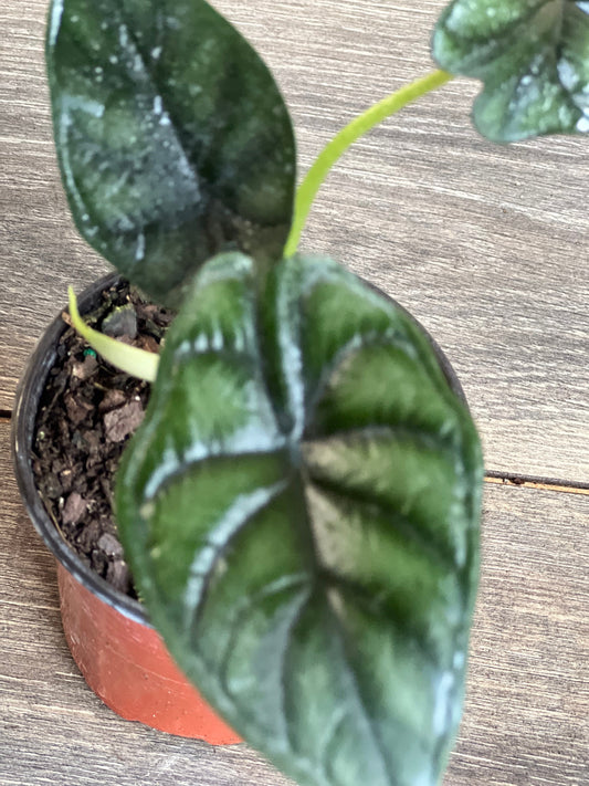 Alocasia  Dragon Scale, in 4" pot, house plant