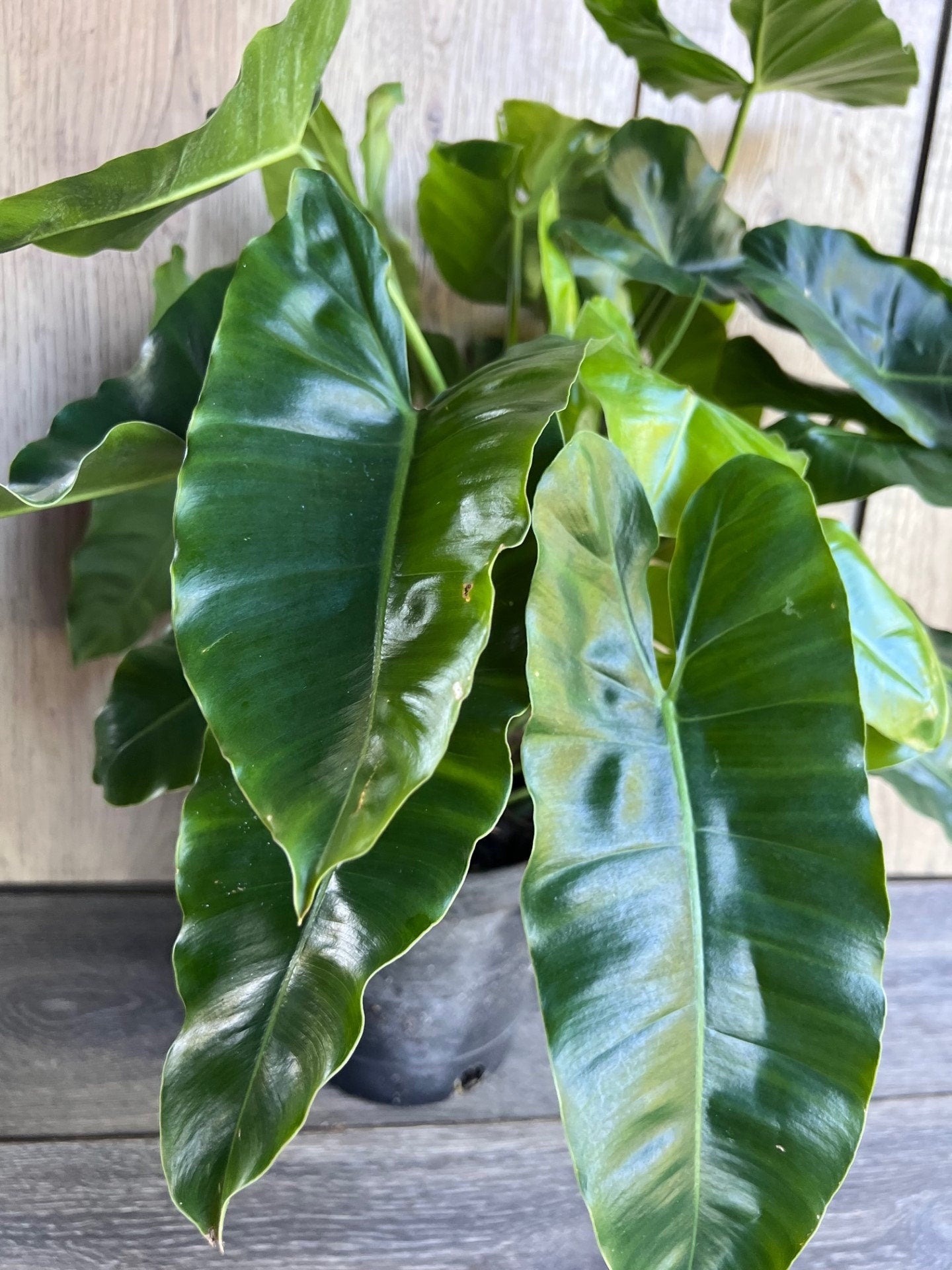 Philodendron Burle Marx, in 6" Pot