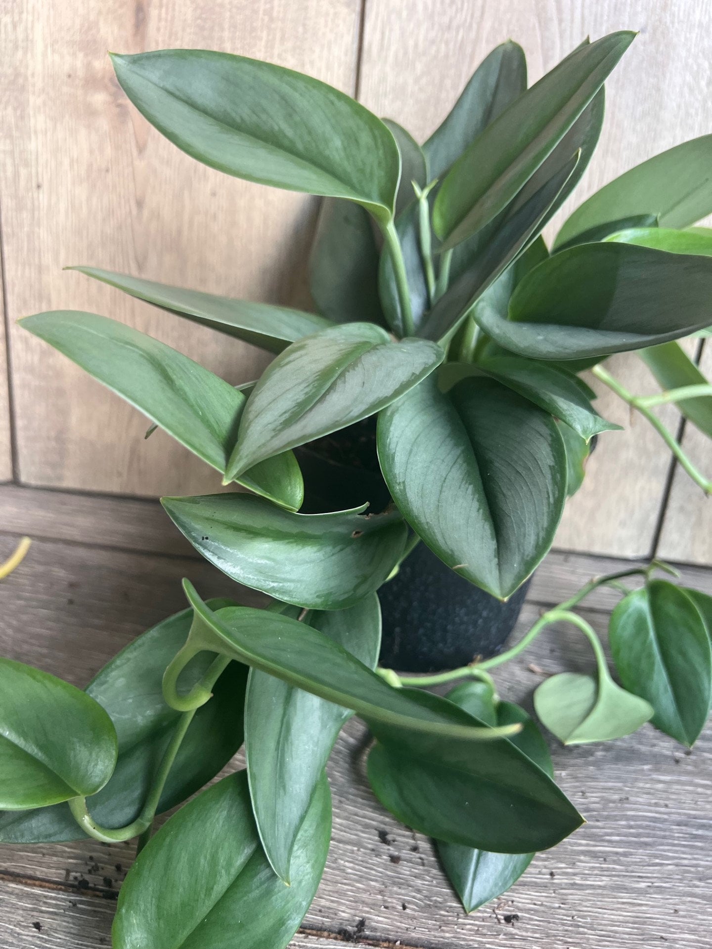 Treubii Moonlight Scindapsus in 6" Pot. Sterling Silver Scindapsus