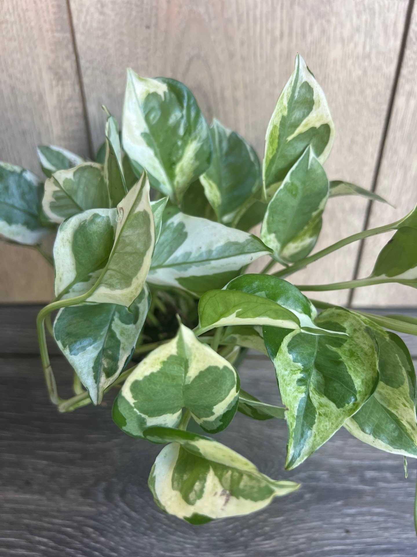 N’Joy pothos , Epipremnum aureum,  Devil’s Ivy in 4" pot, Njoy