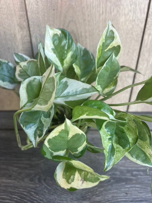 N’Joy pothos , Epipremnum aureum,  Devil’s Ivy in 4" pot, Njoy