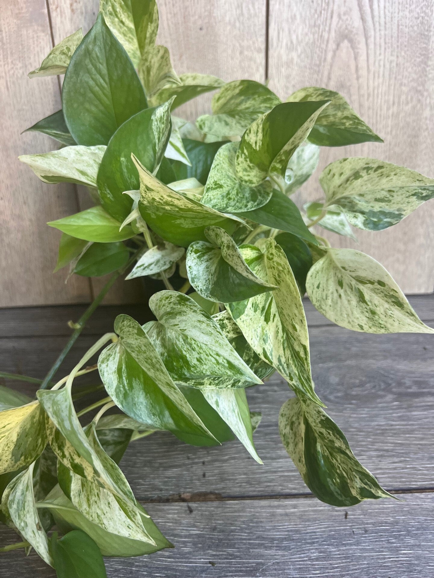 Marble Queen Pothos in 6" Pot
