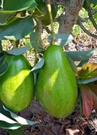 Donnie Avocado Tree  , Grafted in 6" Pot