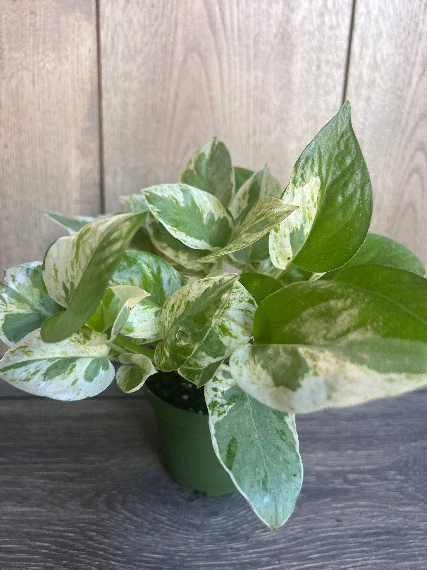 N’Joy pothos , Epipremnum aureum,  Devil’s Ivy in 4" pot, Njoy