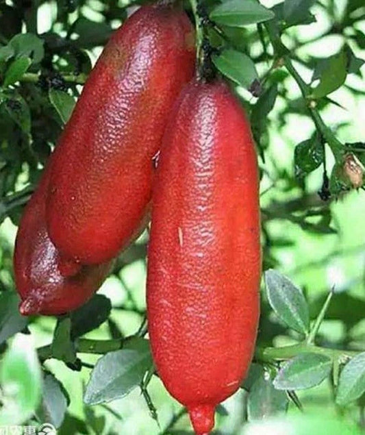 Red Finger Lime Tree , 1/2 Gallon Pot , UF KB -8,  Microcitrus australasica in 1/2 Gal Pot,air layered,  Florida Shipping Only