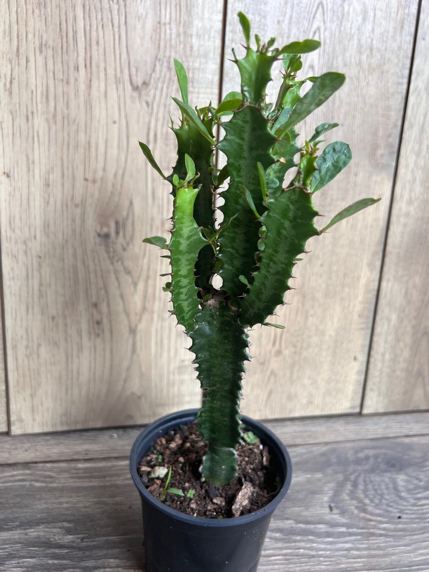 Trigona Green in 4", African Milk Tree, Cactus, Succulent, Live plant