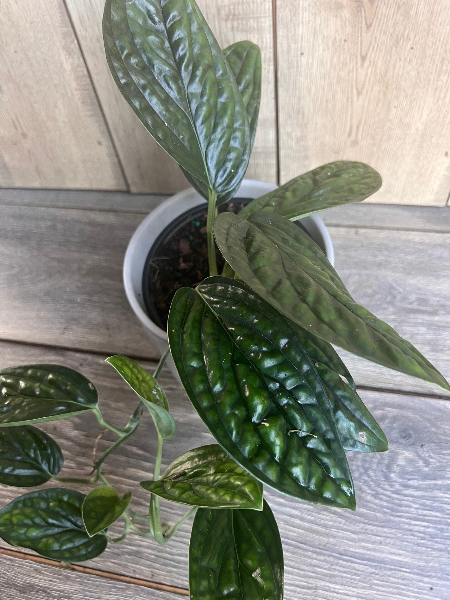 Monstera Peru in 6" pot, House Plant