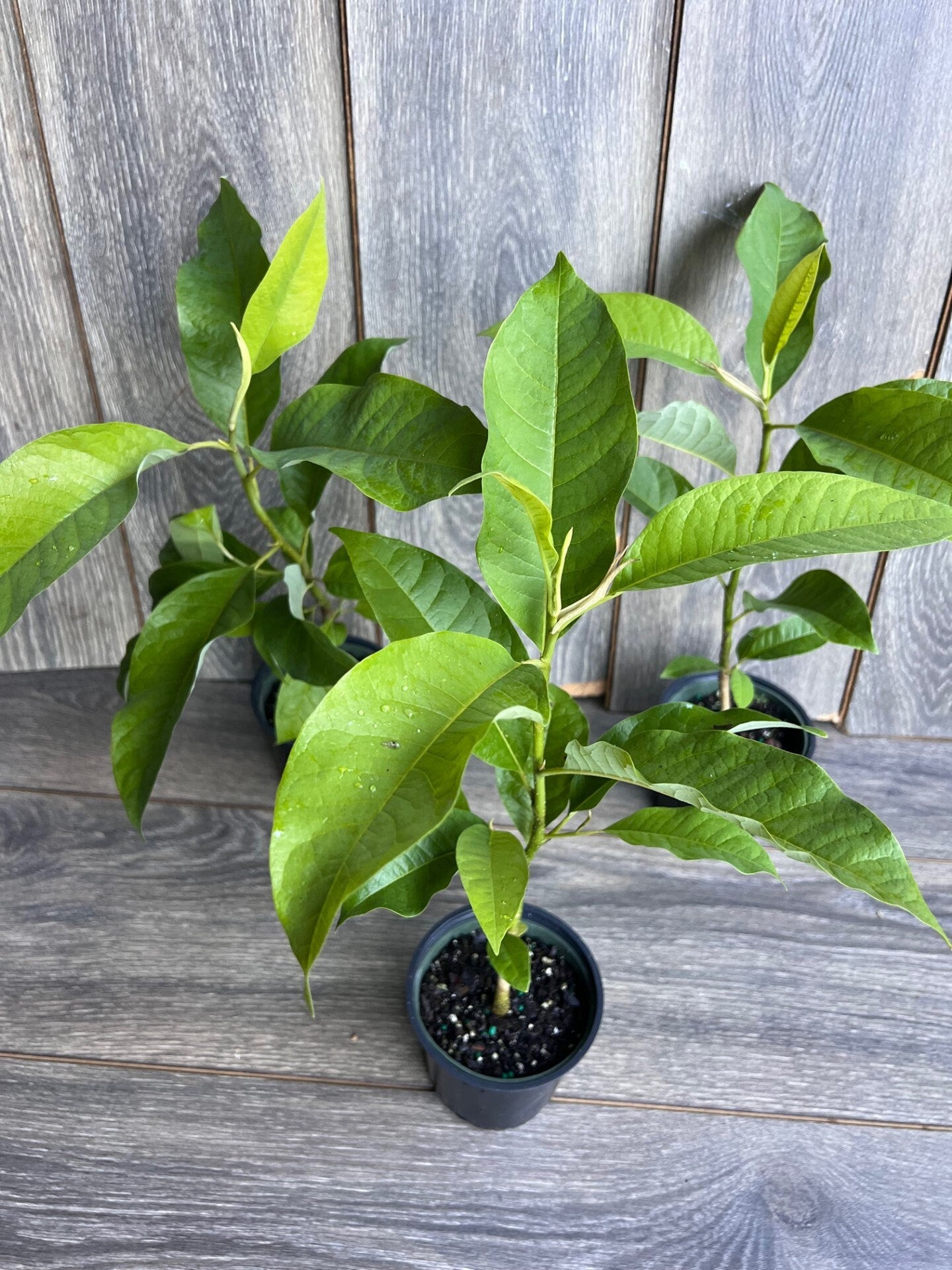 Magnolia champaca, Michelia champaca in 4" Pot, Joy Perfume Tree, cempaka